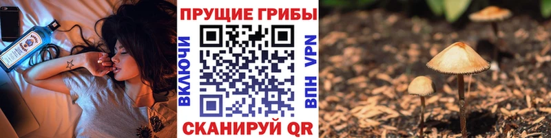 Галлюциногенные грибы Psilocybe  Купить закладки  Старица 